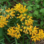4 Yellow Milkweed Plants Live 4-9 Inc Tall, Tropical Milkweed Plants Well Rooted, Outdoor Growing