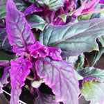 Pack 2 Gynura Aurantiaca Purple Passion Velvet Plants Live for Indoor Outdoor, 4-9 Inc Tall, Gynura Purple Passion Plant Live House Plant