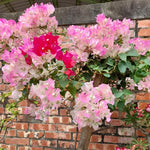 3 Bougainvillea Vine Plants, Bougainvillea Plants Live for Outdoor Landscaping and Containers, 4-7 Inch Tall Well-Rooted, No Pot (Delight Bougainvillea)