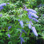 Light Blue Buddleia Butterfly Bush Plant Live, 5-9" in Tall, No Pot, Perennial Bushes Ready to Plant in Spring Outdoor Gardening, Dormant in Winter