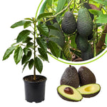 Live HASS Avocado Tree Plant in 3 Gallon Pot, Cold Hardy Avocado Tree 2-3 Ft Tall, Ready to Bear Fruits