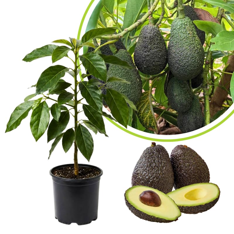 Live HASS Avocado Tree Plant in 3 Gallon Pot, Cold Hardy Avocado Tree 2-3 Ft Tall, Ready to Bear Fruits