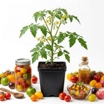 2PPP Rainbow Cherry Tomato Plants Live, Garden Vegetable Plant, 5-8'' Tall