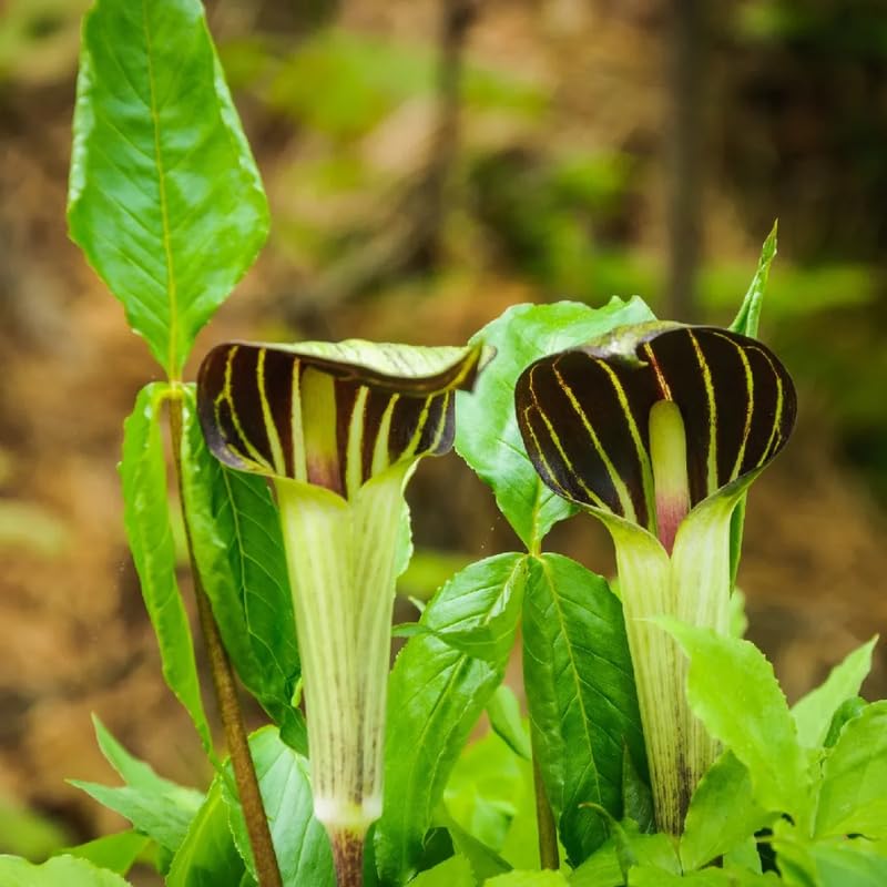 5 Jack in The Pulpit Bulbs for Planting Indoor Outdoor, Jack in The Pulpit Tubers Ready to Grow