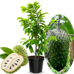 Live Soursop Tree Live Plant, Guanabana Plant 5-7 Inch, Tropical Fruit Tree No Pot, Very Well-Rooted, No CA