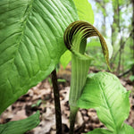 5 Jack in The Pulpit Bulbs for Planting Indoor Outdoor, Jack in The Pulpit Tubers Ready to Grow