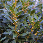 Bay Leaf Laurel Tree Live Plant, Sweet Bay Laurus Nobilis Plant Live, 7 to 9 Inc Tall