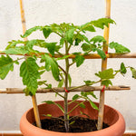 Bigbeef Tomato Plants, Red Tomato Plants Live for Planting, 4-6" Tall Vegetable Plant Seedings