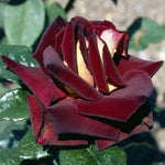 Dark Night Rose Bush Live Plant, Rose Plant Live for Planting, 5-10 Inch Tall, Fragrant Flowers Well Rooted Starter Plant Indoor Outdoor