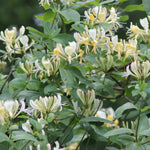 Set 2 Fragrant Honeysuckle Bushes Live, 8-12 Inch Tall Lonicera Honeysuckle Rooted Cuttings, Hardy Flowering Shrubs for Outdoor Planting