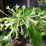 3 Night Blooming Jasmine Plants Live, 5 Inches 6 Inches Tall, Live Fragrant Jasmine Plant