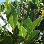 Bay Leaf Trees Live Plants, Laurus Nobilis Trees Live Plants, Sweet Bay Plant Live, Fragrant Bayleaf Tree, Laurel Bay Leaves Bare Root, 5-9" Well-Rooted Plant Live