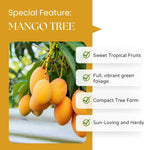 Sweet Mango Tree 8-12 Inches, Hardy, Fruit-Bearing Mango Tree in Gallon Pot, Well Rooted, Garden and Container Growing
