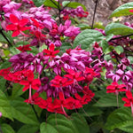 Set 2 Clerodendrum Bleeding Heart Plants Live, Clerodendrum Bleeding Heart Vine, Bell Shaped Flowers (Red Purple Bleeding Heart)