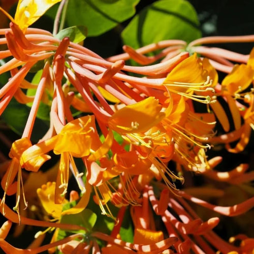 2 Coral Honeysuckle Plants Live for Planting, Fragrant Honeysuckle Vine Live Plants, 5-9" Tall, Hardy Perennial Climbing Vine