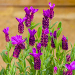02 Lavender Plants Live Indoor Outdoor Spring Planting, Size 5-9" in Tall, Fragrant Bush for Indoor Outdoor Growing, Spring Bloom (Spanish Lavender)