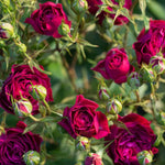Climbing Rose Live Plant Well Rooted, No Leaf, Ready to Plant Indoor Outdoor, Climber Rose Bush, Hybrid Tea Rose Like, Very Fragrant, Long Bloomer (Purple)
