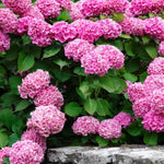 Hydrangea Plant Live Tree, Pink to Blue Purple Color Bloom, 5-10" Well-Rooted Hydrangea Shrub Bush for House Planting Outdoor, Dormant