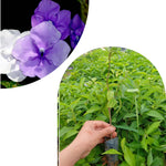 Set 2 Yesterday, Today, Tomorrow Plants, Brunfelsia Live Plants in Pot with Color-Changing Flowers, Indoor Outdoor Garden Shrub, Purple to White Blooming