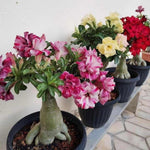 Pack 2 Assorted Desert Rose Plants Live, Hardy Adenium Obesum Succulent, Vibrant Blooms for Indoor and Outdoor 4-7 Inch