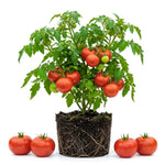 Set 2 Tomato Plants, Beefsteak Tomato Plants Live, 4-6 Inc Tall, Large Red Tomatoes for Indooor Outdoor Planting