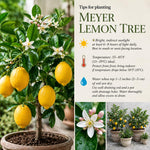 Meyer Lemon Tree 1.5-2 Ft Tall in Gallon Pot, Live Grafted Lemon Citrus Plant for Garden and Patio Pots, Ready to Grow
