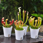 Mix of 6 Pitcher Plant Nepenthes, Green, Red Fly Trap Live Plants, Easy to Grow Tropical Collection, Starter Size, Each Type 2 Plants