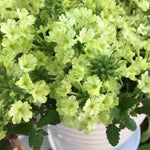 Pack 2 Lime Perennial Verbena Plants, Lime Green Verbena Live Plants, Verbena Flower Trailing Plants Live for Planting, Verbena Plants in Zones 7 to 11