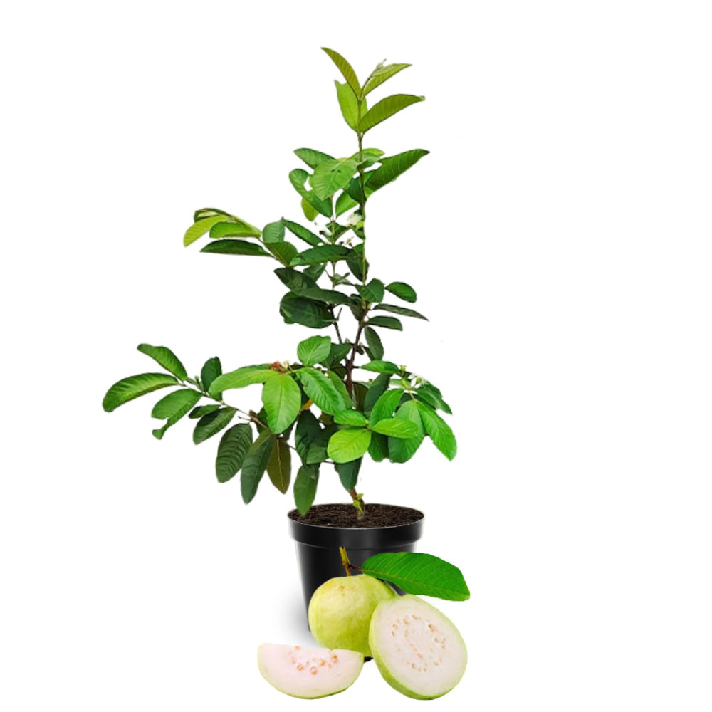 White Guava Plant, Fast Growing Sweet Guava Tree Live Plant for Edible Fruits and Tropical Landscaping, 10 Inc Tall