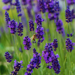 Set 2 Provence Lavender Plants Live, Lavender Flower Plant, 5 to 7 Inc Tall Gardening Indoor Outdoor