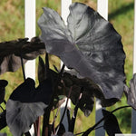 Colocasia Elephant Ears Live Plant, Alocasia Plant, Esculenta Taro Live Houseplant, 5-7 Inc Tall (Black)