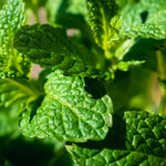 Peppermint Plant Live, Peppermint Herb Plant, 4 Inch Pot for Grrowing