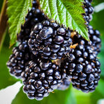 Pack 2 Thornless BlackBerry Plants Live, 4-8 Inch Tall, BlackBerry Bush Live Plant, Sweet Blackberries Fruit Indoor Outdoor (Ouachita BlackBerry)