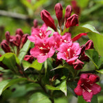 Live Weigela Plant Pot, Pink Weigela Plant, 4 to 6 Inches Tall, Weigela Live Plant, 4 Inches Pot, Weigela Plant Live Growing Indoor Outdoor