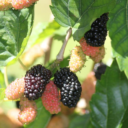 Illinois Mulberry Tree Live Plant for Planting 5 to 8 Inch Tall, Everbearing Mulberry Bush Live Plant, Black Mulberry Plant Live, Mulberries Fruit
