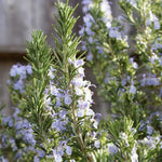 Rosemary Plant, 4" Pot - Perennial Herb Plant, Rosemary Plants Live for Planting Indoor Outdoor Garden Home, Containers