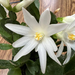 White Easter Cactus Live Plant, 4-9” Tall, Rooted Holiday Cactus Succulent Plant for Indoor or Outdoor Growing, Easy Care Flowering Houseplant