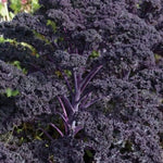 Red Kale Plants Live for Planting, 4 Inch Pot, Vegetable Kale Plants, Easy Care Plant for Outdoor Home Garden