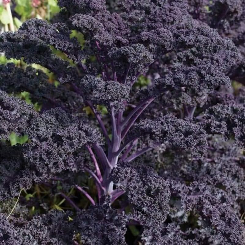 Red Kale Plants Live for Planting, 4 Inch Pot, Vegetable Kale Plants, Easy Care Plant for Outdoor Home Garden