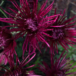 Chrysanthemum Plants Live 4 to 7 Inch Tall, Mums Live Plants, Vibrant Perennial Mum Plant for Planting in Garden (Dark Purple)