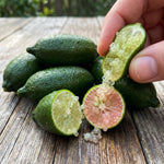 Green Finger Lime Citrus Tree Live in 1 Gallon Pot, Rare Lime Fruit Tree for Patio, Container Garden and Outdoor Growing, 1-2 Feet Tall