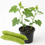 Luffa Plant, 4 Inch Pot Loofah Gourd Vine for Garden Planting, 4–8” Tall Starter Vegetable Plant