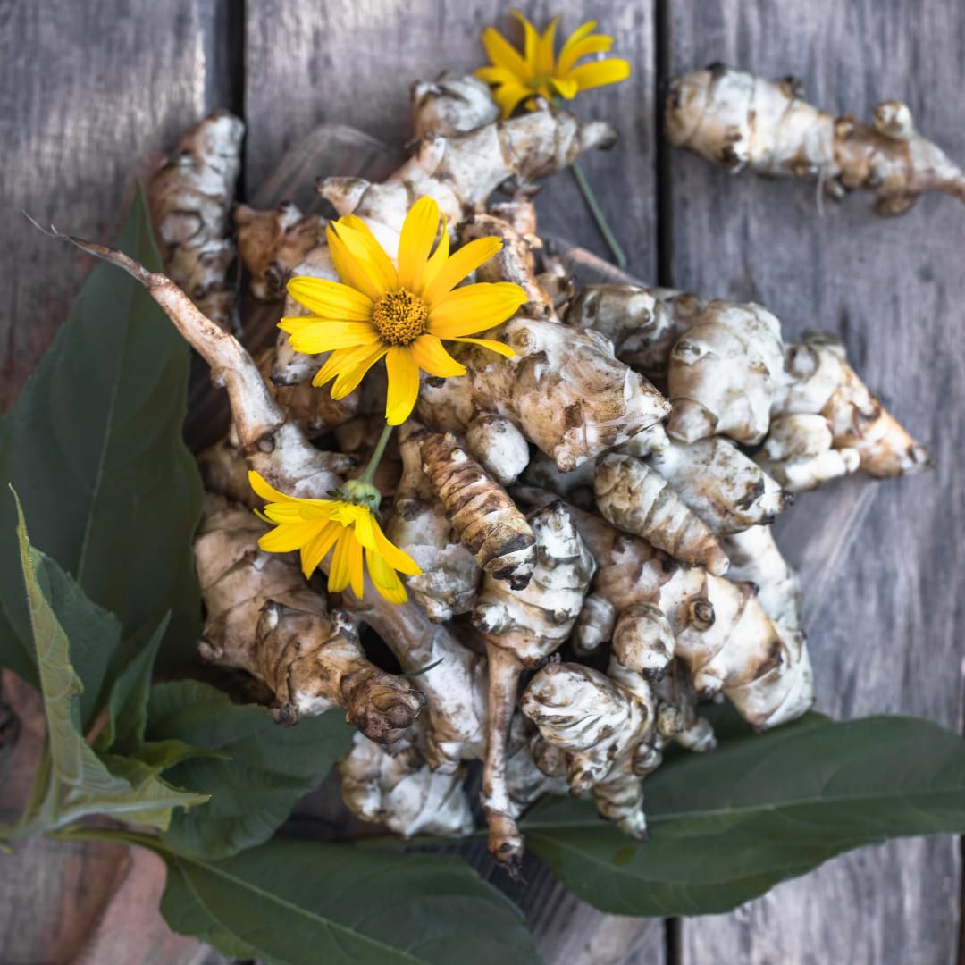 Set of 10 Jerusalem Artichoke Roots for Growing, Sunchoke Tubers, Edible Garden Vegetable for Outdoor Growing
