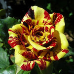 Rare Rose Bush, Rose Plant Live for Planting Indoor Outdoor, 6-10" Tall, Fragrant Flowers Well Rooted Plant (Red Yellow Rose)
