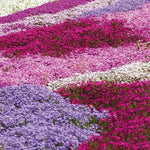 2 Assorted Creeping Phlox Plants Live, Ornamental Phlox Flowering Groundcover for Garden and Borders, 4 to 8 Inch Tall