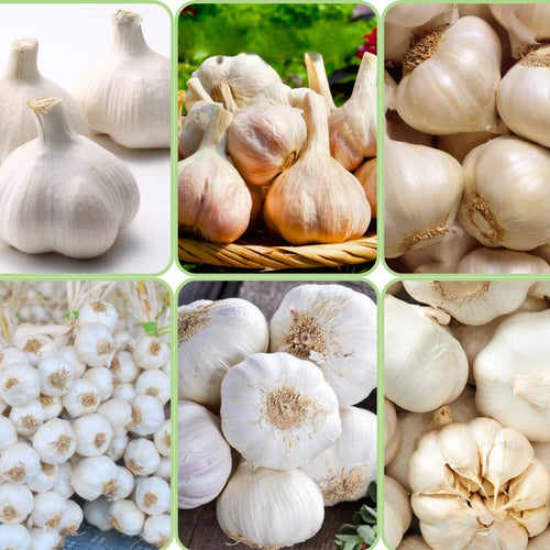4 White Garlic Bulbs for Planting in Spring, High Yield Softneck Garlic Cloves Seeds, Fresh, Cold Hardy and Fast Growing, Various Varieties