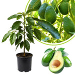 Live Green Avocado Tree Plant in 3 Gallon Pot, Cold Hardy Avocado Tree 2-3 Ft Tall, Ready to Bear Fruits
