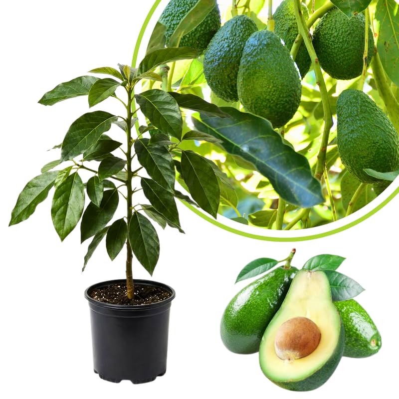 Live Green Avocado Tree Plant in 3 Gallon Pot, Cold Hardy Avocado Tree 2-3 Ft Tall, Ready to Bear Fruits