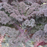 Red Kale Plants Live for Planting, 4 Inch Pot, Vegetable Kale Plants, Easy Care Plant for Outdoor Home Garden