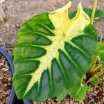 Colocasia Elephant Ears Live Plant, Alocasia Plant, Esculenta Taro Live Houseplant, 5-7 Inc Tall (Green Yellow Leaf)